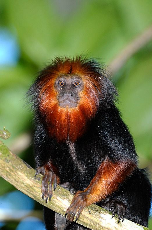 Ilhéus celebra a Semana do Mico-Leão-Baiano para incentivar a preservação ambiental